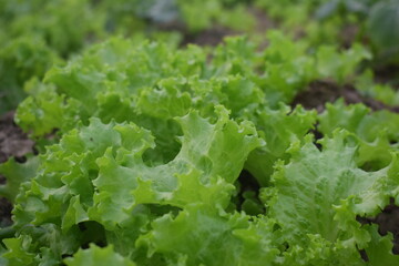 Fresh Frillice Iceberg lettuce leaves, Salads vegetable in the agricultural hydroponics farmCloseup Fresh organic green leaves lettuce salad plant in hydroponics vegetables farm system