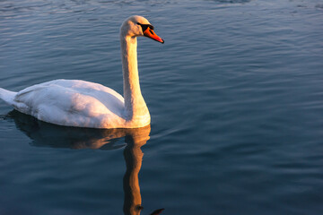 mute swan cygnus olor, on the lake, close up, portrait 