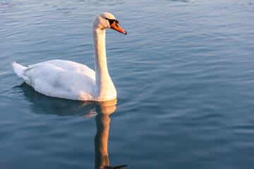 mute swan cygnus olor, on the lake, close up, portrait 