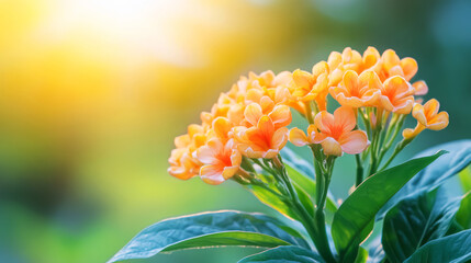 Beautiful Orange Blossoms in Soft Focus with Sunlight in Background for Nature Photography