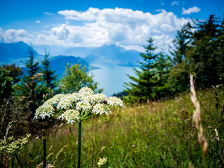 Obraz premium Lake Lucerne