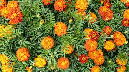 Marigold flowers or tagetes marigolds in the garden. Orange autumn flower background