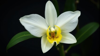 Fototapeta premium Close-up of a vibrant white orchid with a striking yellow center, set against a deep black background, highlighting the delicate petal structure