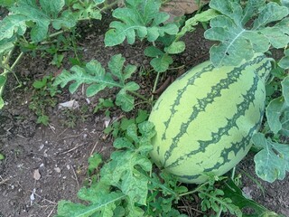 Obraz premium Detailed Close-Up of a Watermelon Rind, Revealing its Unique Green and Dark Green Pattern.