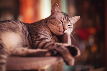 Fototapeta na wymiar striped sad cat lies at home on a sofa with frightened eyes. Pet disease. A sick and depressed kitten. Vet, veterinary clinic and veterinarian medicine for pets cats, animal children healthcare