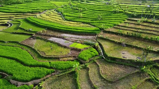 aerial panorama of agrarian rice fields landscape in the village of Central Java, like a terraced rice fields ubud Bali ASIA Indonesia
