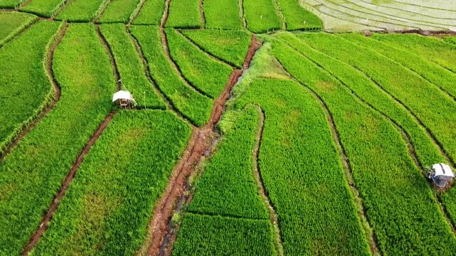 aerial panorama of agrarian rice fields landscape in the village of Central Java, like a terraced rice fields ubud Bali ASIA Indonesia