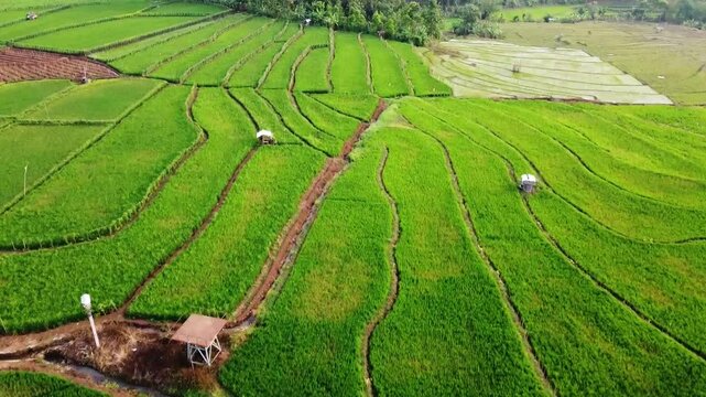 aerial panorama of agrarian rice fields landscape in the village of Central Java, like a terraced rice fields ubud Bali ASIA Indonesia