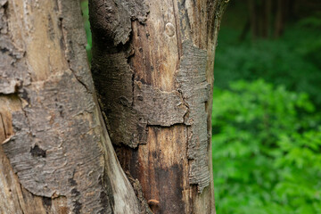 Tree trunk with green forrest background