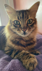 green eyed tabby cat