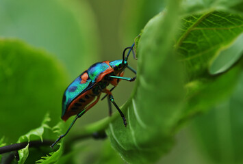 Naklejka premium Iridescent Beetle Wandering on a Passionfruit Vine Pretty Beetle, Colourful,