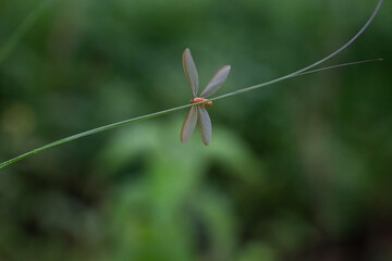 A winged termite suspended from a thin of web. The insects translucent wings extend outwards, and its body is a light brown in color. The background is blurred green foliage.
