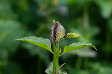 A vibrant fuzzy caterpillar perched on a slender green stem, surrounding by lush foliage. The background is soft, blurred green, drawing attention to the intricate details of the caterpillar.