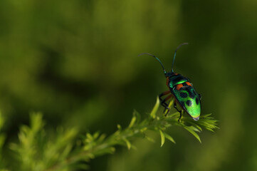 Iridescent Beetle on Leaves peeing, urinating