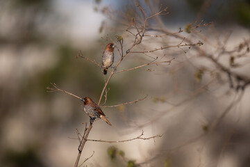 The two small, vibrant scaly breasted munia perched on a bare branch. The branch is bare and dry, with s few small buds. The background is blurred, with a greenery in the distance. 