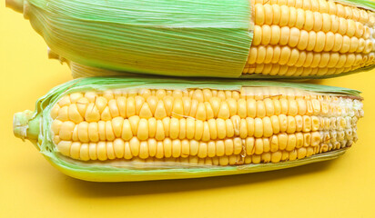 Three half peeled yellow corn isolated on yellow pastel background. Fresh an ear of corn with green leaves