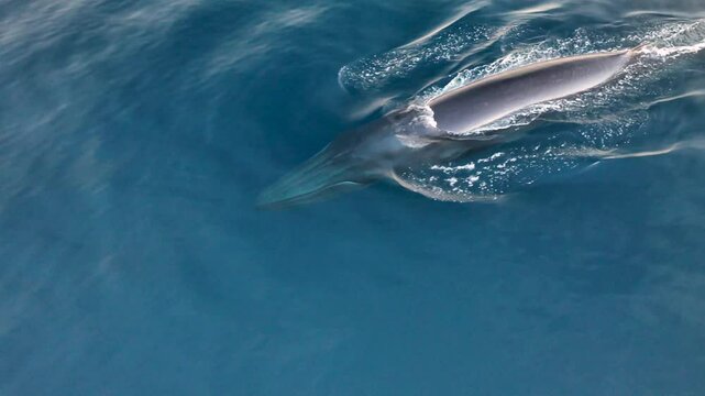Aerial view of a majestic blue whale swimming in the serene ocean, Baja California Sur, Mexico.