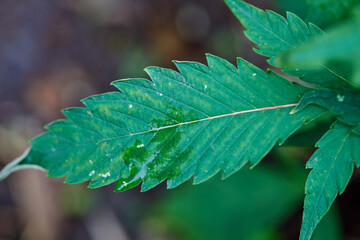 Close-up view of cannabis leaf