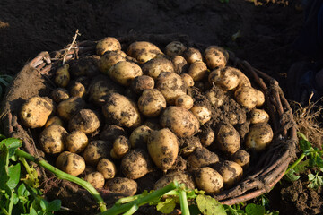 excavate crop of potatoes, Fresh sweet potatoes from the field harvesting sweet potatoes, Potatoes in a wooden box with a green background, 
