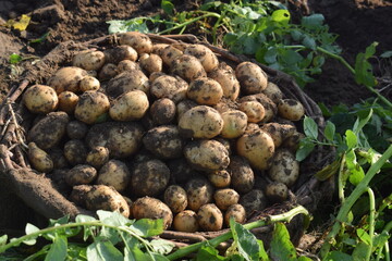 excavate crop of potatoes, Fresh sweet potatoes from the field harvesting sweet potatoes, Potatoes in a wooden box with a green background, 