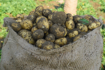 excavate crop of potatoes, Fresh sweet potatoes from the field harvesting sweet potatoes, Potatoes in a wooden box with a green background, 