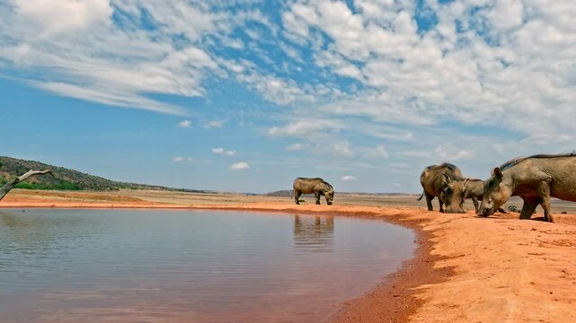 Warthog Pumba cautiously creeping in for a drink at African waterhole