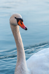 mute swan cygnus olor, on the lake, close up, portrait 