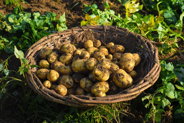 excavate crop of potatoes, Fresh sweet potatoes from the field harvesting sweet potatoes, Potatoes in a wooden box with a green background, 