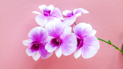 Dendrobium sonia orchid, Orchidaceae, hybrid pink-purple orchid flower isolated on pink background