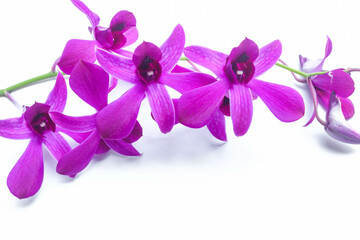 Obraz premium Orchid larat or Dendrobium bigibbum, the flowers are purple and neatly arranged, isolated on a white background
