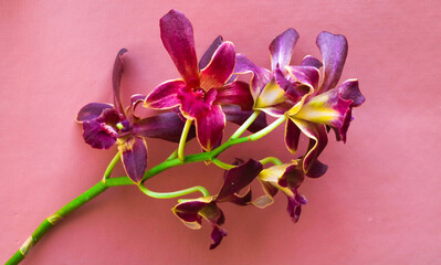 Beautiful Red Dendrobium orchid flower isolated on red background for wallpaper