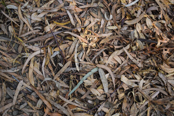 Pale brown willow tree leaves on the ground. Fall texture background, Dry gum leaves found on the grounds of the Australian Eucalyptus forest,