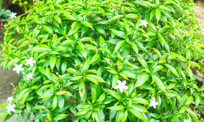Rombusa Mini or Tabernaemontana has small white flowers