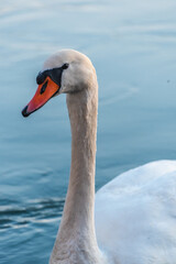 mute swan cygnus olor, on the lake, close up, portrait 