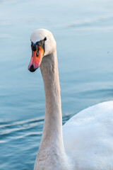mute swan cygnus olor, on the lake, close up, portrait 