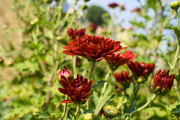 Chrysanthemum Flower sevanti Flowers, Hardy chrysanthemums Plant, Red daisies growing on a flower bed in a home garden. Blooming plants in the garden on a dark background. Tiny garden in the city.