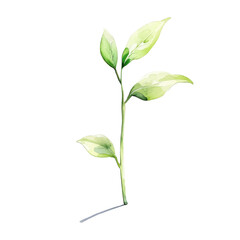 Fototapeta premium Fresh green plant with delicate leaves on white isolated background.