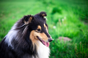 Adorable rought collie dog in the grass portrait