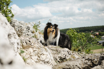 Adorable, toung rough collie dog climbing on the rocks. Blurry rocks foreground