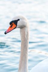 mute swan cygnus olor, on the lake, close up, portrait 