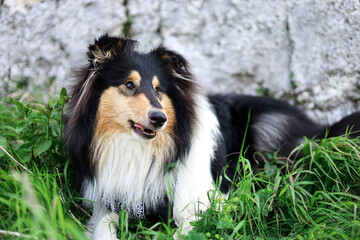 Adorable, young rough collie dog with a black neck scarf sitting with the tongue out on rock background