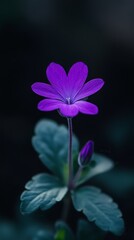 Solitary Vibrant Purple Flower Emerging in Nature