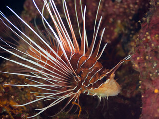 Clearfin Lionfish {Pterois radiata} in Sudan