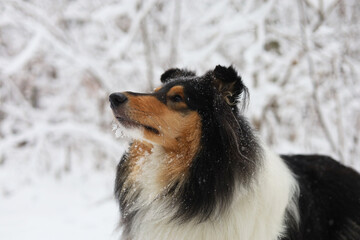 Beautiful rough collie dog portrait in the snowy forest