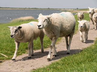 Sheep and lambs walking over dike in Makkum, Friesland, Netherlands