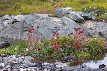 Flora of Chukotka: Ledge stonecrop (Rhodiola integrifolia) growing on the stony coast of the Bering Sea