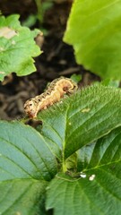 caterpillar on a leaf