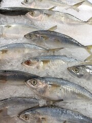 Thai mackerels in ice sor sale in supermarket