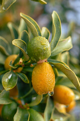 Citrus fruits growing on a bush near a tranquil body of water on a cloudy day
