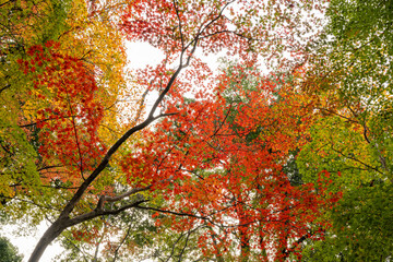 鮮やかなグラデーションの紅葉